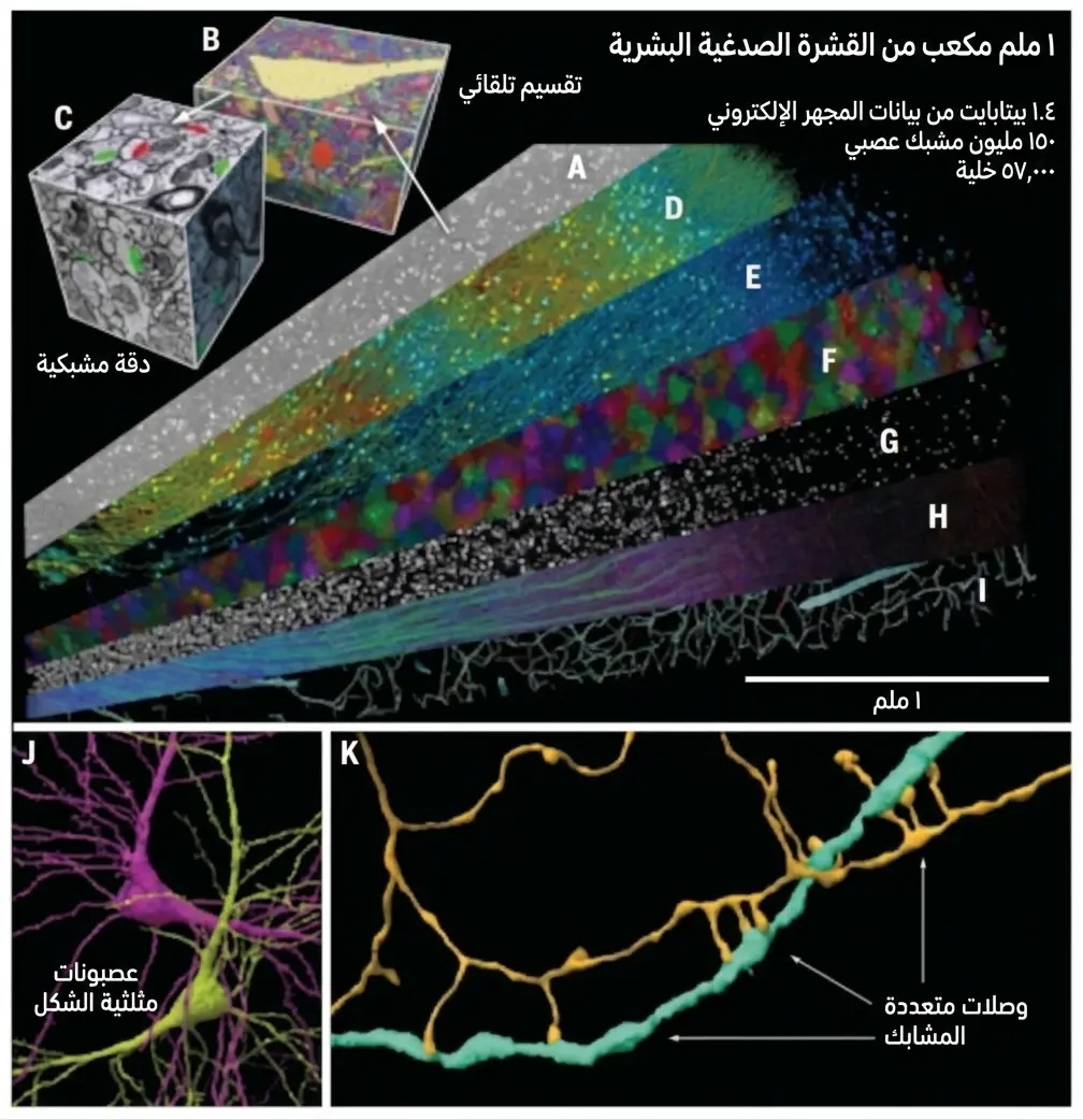 إعادة بناء ثلاثية الأبعاد لجزء يبلغ حجمه نحو 1 مم³ من القشرة الدماغية البشرية، تم الحصول عليه باستخدام المجهر الإلكتروني. NeuronUP.