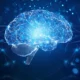 التنظيم الوظيفي للدماغ: هل ما زال الحديث عن «المناطق الدماغية» منطقيًا في علم الأعصاب الحالي؟
