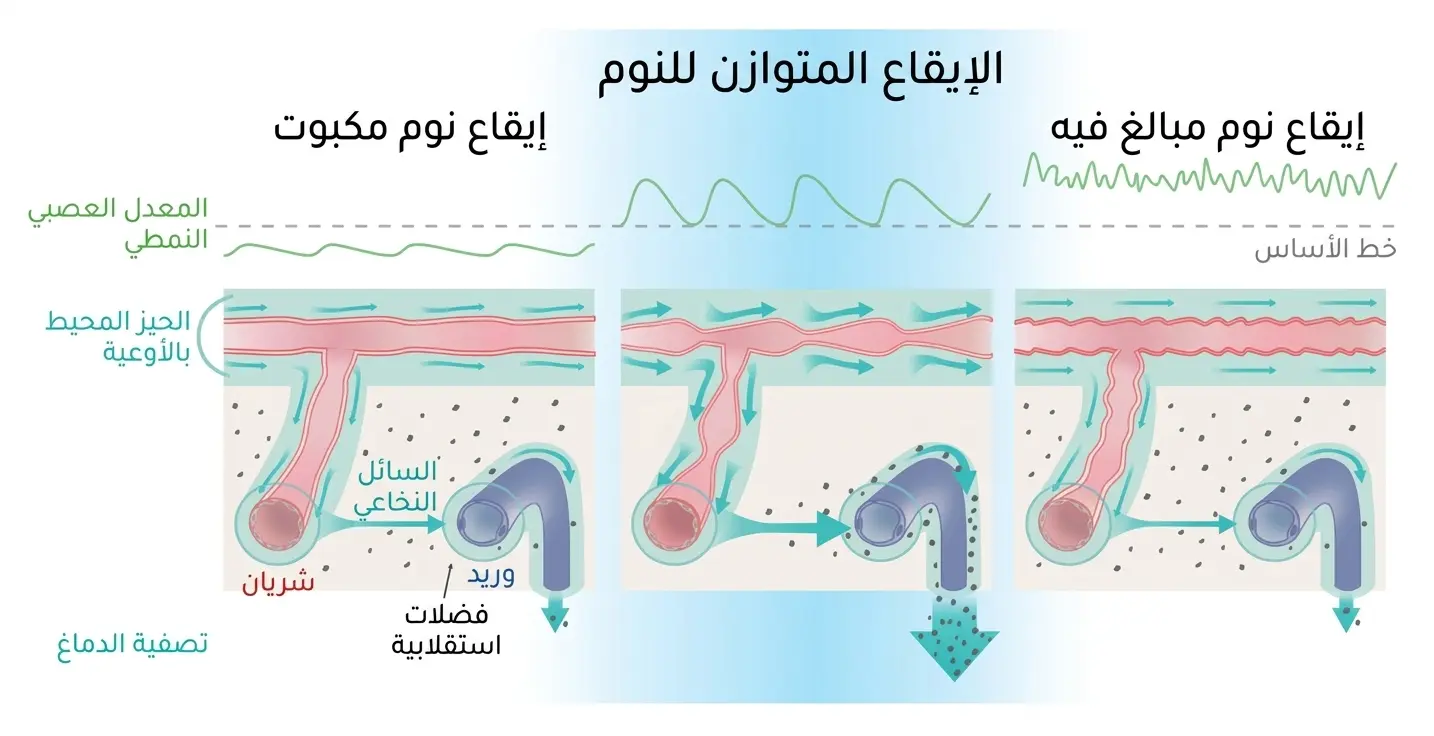 تذبذبات النوم وتنظيف الدماغ