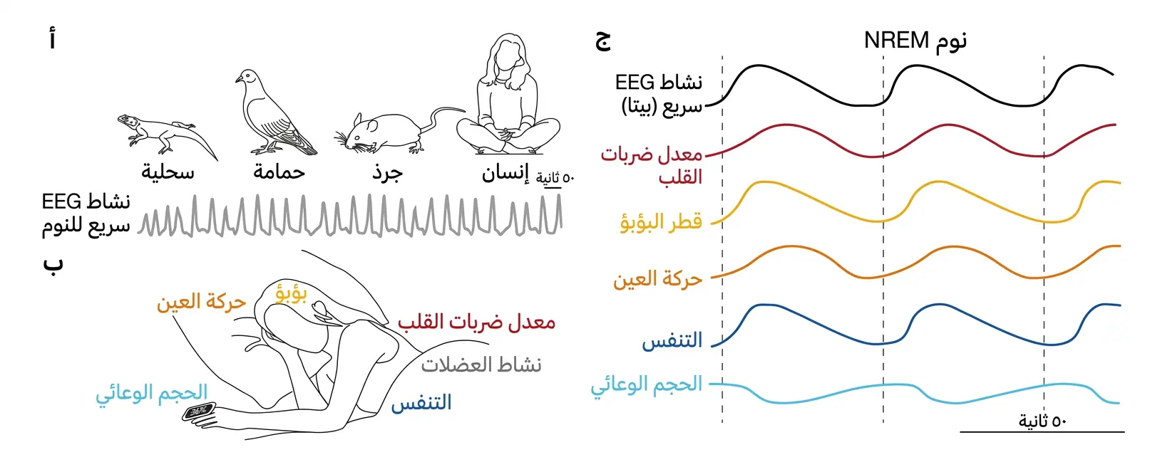 التزامن بين الدماغ والجسم أثناء نوم حركة العين غير السريعة (NREM).