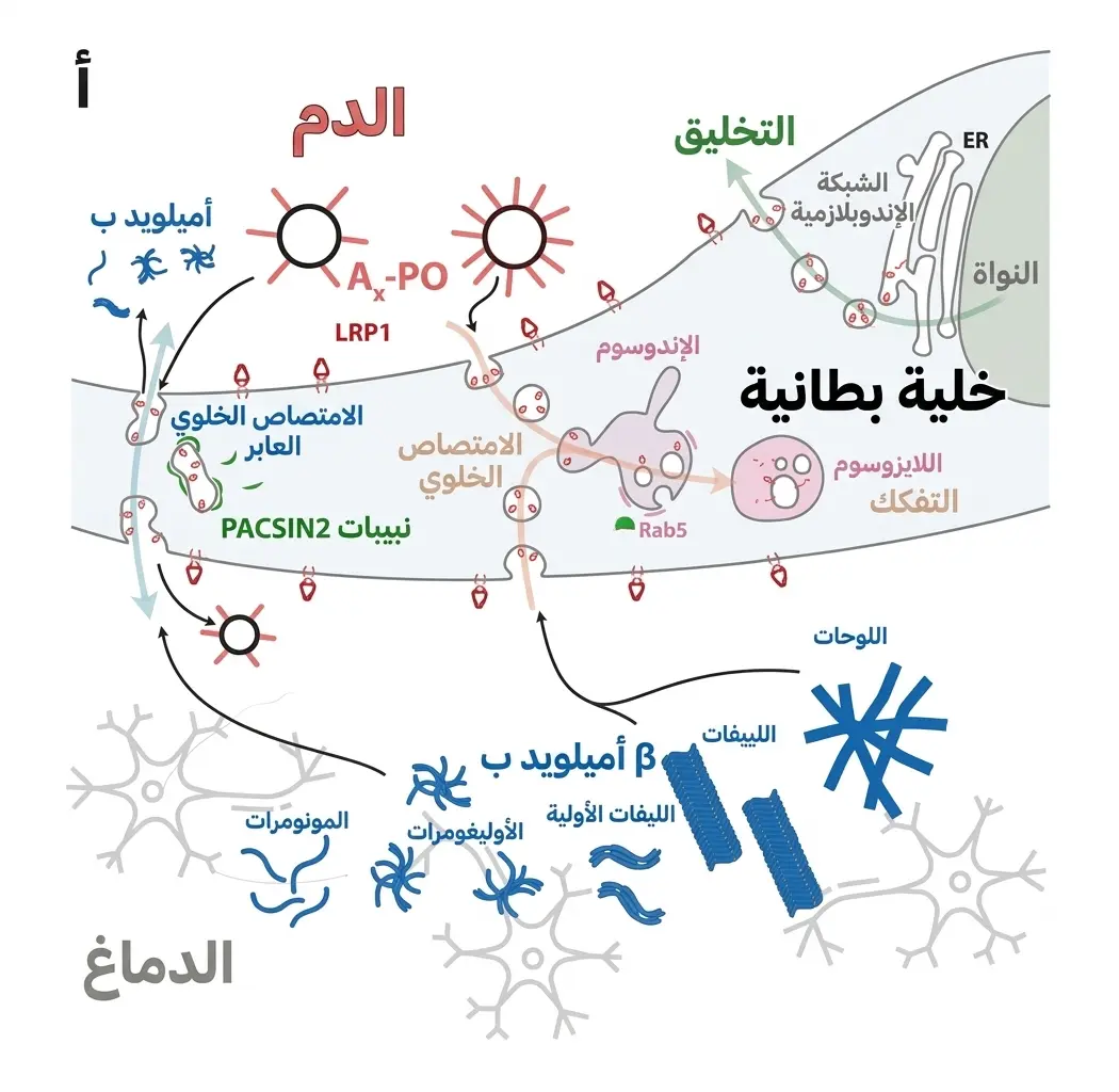 الآلية المقترحة لنقل بيتا أميلويد عبر الحاجز الدموي الدماغي بوساطة LRP1