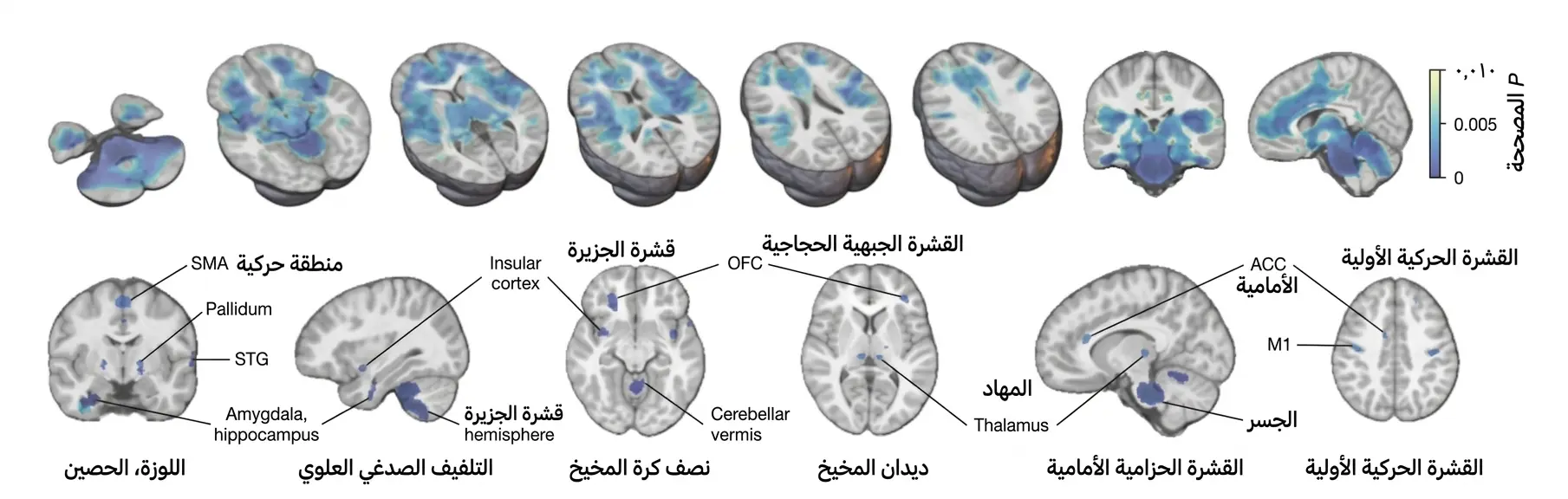 البقاء بحسب اتصال الورم بشبكة DMG.