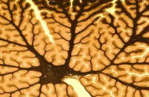 Estrutura transversal com ramificações semelhantes a uma rede neural, em tons de marrom e dourado, parecida com o tecido cerebral.