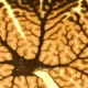 Estrutura transversal com ramificações do tipo rede neural em tons de marrom e dourado, parecida com o tecido cerebral.