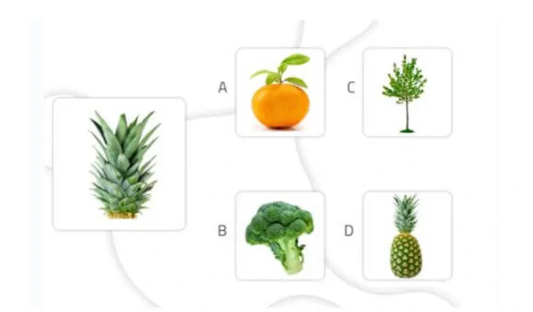 Captura de tela com quatro ícones de plantas e alimentos: abacaxi no centro, laranja, brócolis e árvore ao redor.