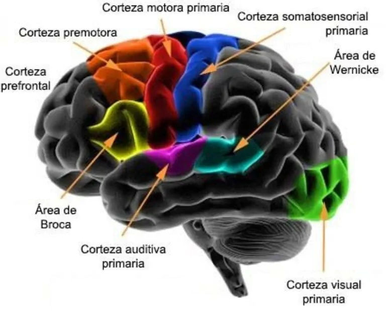Vista lateral do cérebro frontal com áreas chave: motor, premotor, pré-frontal, Broca, Wernicke e auditiva/visual.