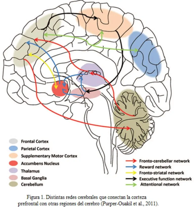 Diagrama do córtex pré-frontal conectado com outras regiões, destacando redes fronto-cerebelares, de recompensa e de atenção.