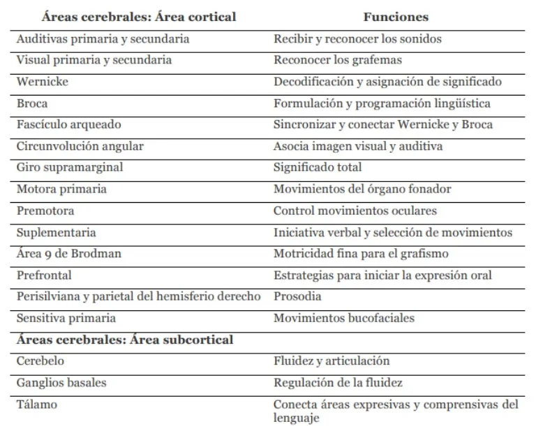 Tabela educativa de áreas corticais e subcorticais implicadas na leitura, com Wernicke, Broca e o fascículo arqueado.