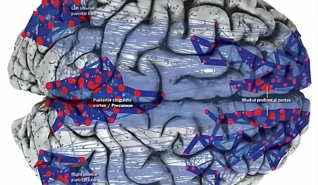 A rede em repouso. Repercussão em Alzheimer, esquizofrenia e autismo