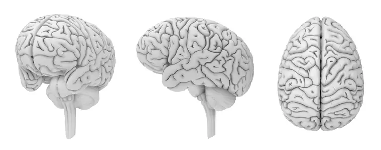 Ilustração educativa com três cérebros tridimensionais em branco, vistos de ângulos variados, para a demência frontotemporal.