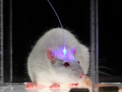Rato branco com um dispositivo na cabeça que emite luz, em um ambiente controlado semelhante a um laboratório.