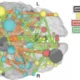 Diagrama de nós cerebrais e redes atencionais com interações entre regiões para a atenção.