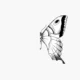 Borboleta em perfil com asas intrincadas, em branco e preto, sobre fundo branco, primeiro plano de texturas e padrões.