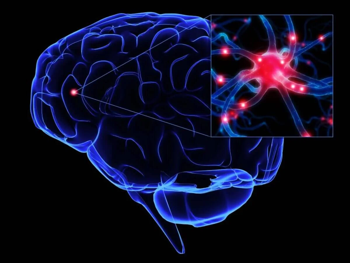 Ilustração gráfica do cérebro em azul com contornos destacados e um quadrado no canto mostrando neurônios vermelhos para sugerir atividade neural.