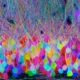 Brainbow: neurônios coloridos em um cérebro, com axônios e dendritos visíveis entre tons de rosa, azul e verde.