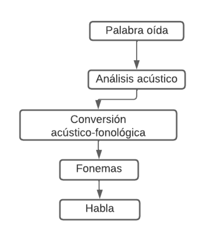 Diagrama de flujo del lenguaje mostrando Broca y Wernicke, desde palabra oída hasta la producción del habla.