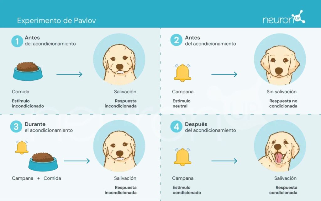 Diagrama do experimento de Pavlov: cão, comida e campainha, ilustrando condicionamento clássico.