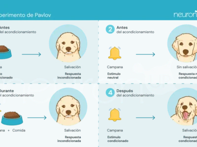 Diagrama do experimento de Pavlov: cão, comida e campainha, ilustrando o condicionamento clássico.