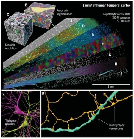 Reconstrução tridimensional de um fragmento de aproximadamente 1mm³ de córtex cerebral humano obtido por microscopia eletrônica. NeuronUP.