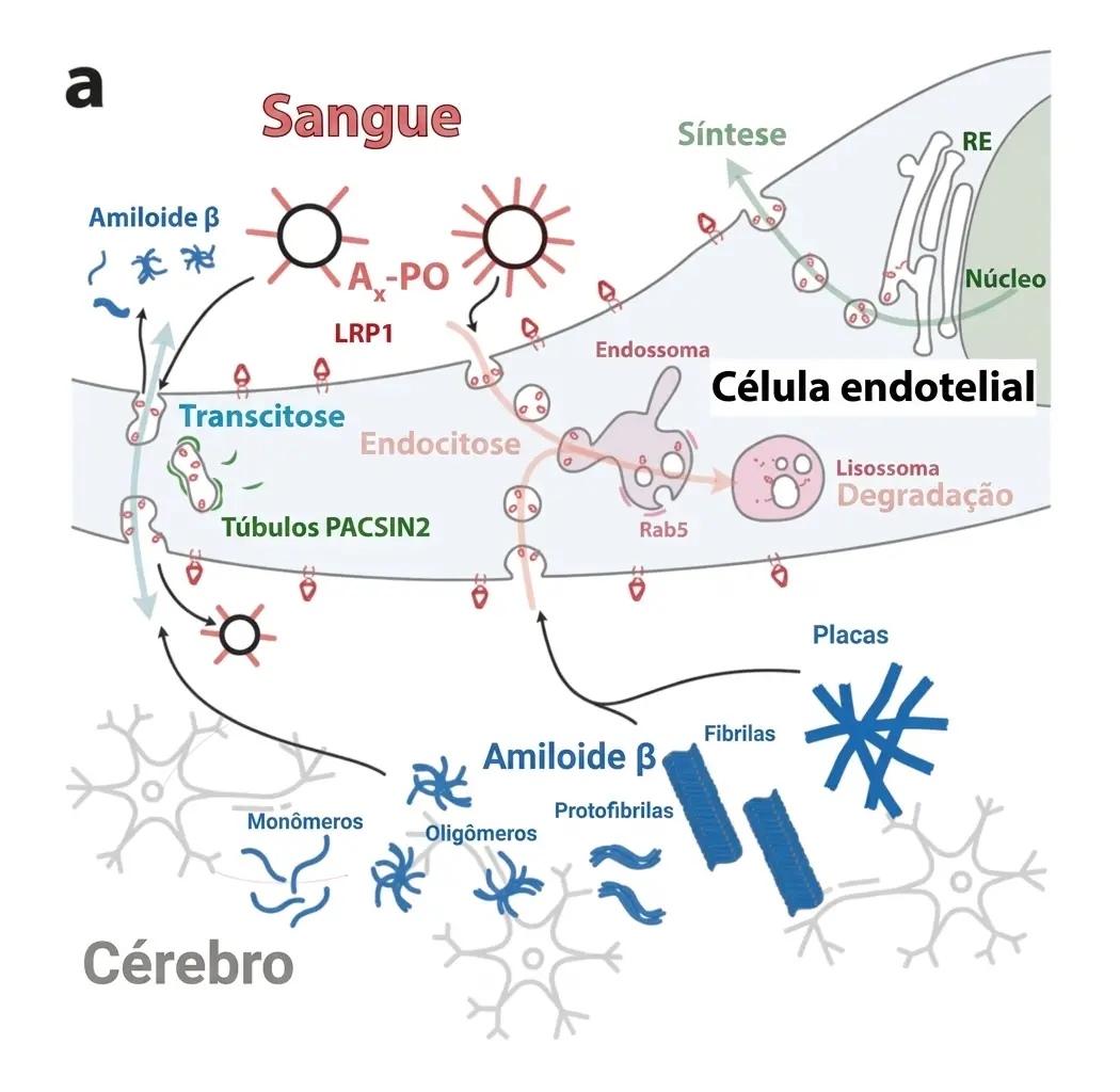 Mecanismo proposto de transporte de beta-amiloide pela barreira hematoencefálica mediado por LRP1