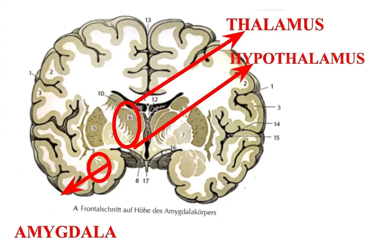 Frontaldiagramm des Gehirns mit Beschriftungen und Pfeilen zu Thalamus, Hypothalamus und Amygdala in einem anatomischen Atlas.