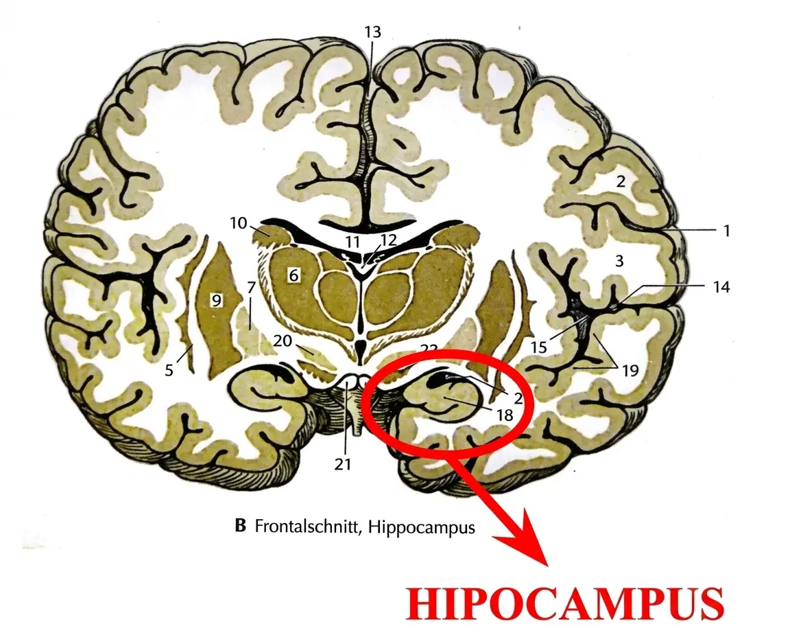 Frontaldiagramm des Gehirns mit rot hervorgehobenem Hippocampus, umgeben von Lappen und Referenznummern.