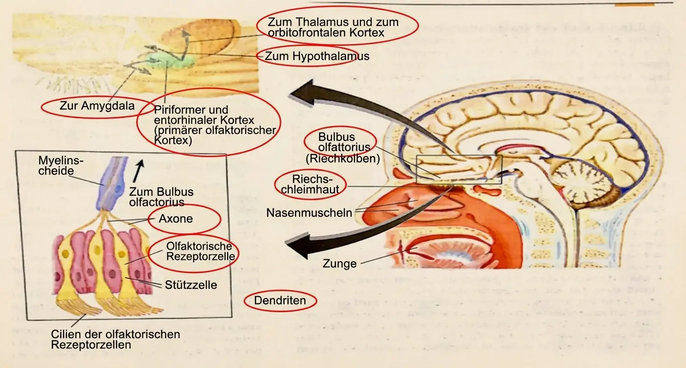 Anatomisches Diagramm des Riechsystems mit Amygdala, piriformem Kortex, Riechkolben und sensorischen Bahnen.