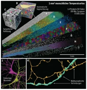 Dreidimensionale Rekonstruktion eines etwa 1 mm³ großen Abschnitts menschlicher Großhirnrinde mittels Elektronenmikroskopie. NeuronUP.