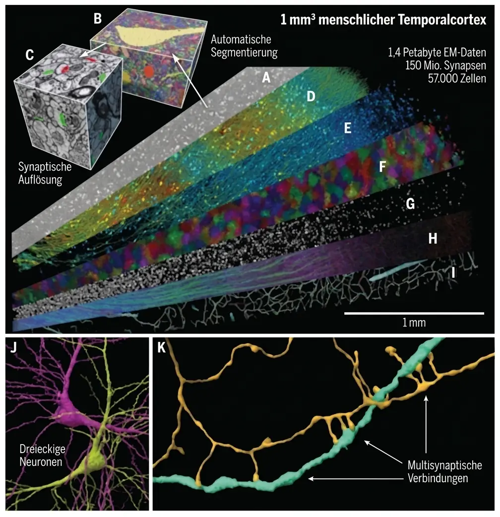 Dreidimensionale Rekonstruktion eines etwa 1 mm³ großen Abschnitts menschlicher Großhirnrinde mittels Elektronenmikroskopie. NeuronUP.