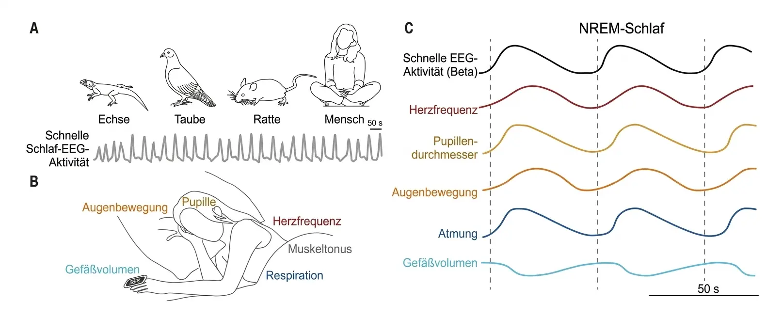 Synchronisation zwischen Gehirn und Körper während des NREM-Schlafs.