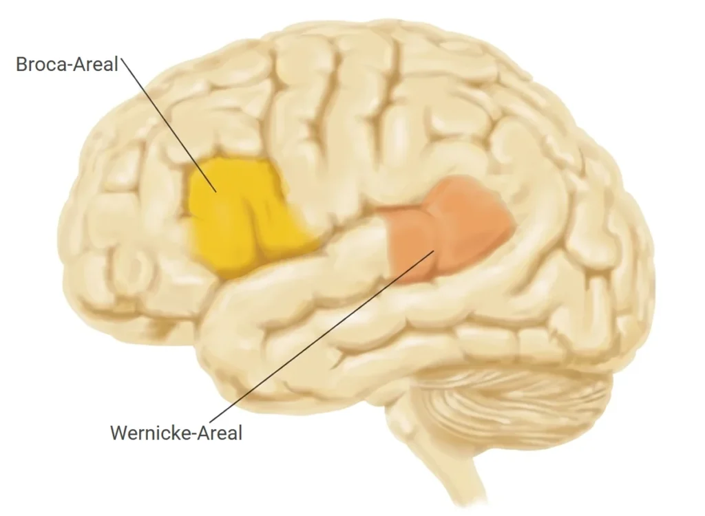 Schematische Darstellung des Gehirns mit hervorgehobenen Spracharealen: Broca-Areal in Gelb und Wernicke-Areal in Orange, nach Carlson 2006.