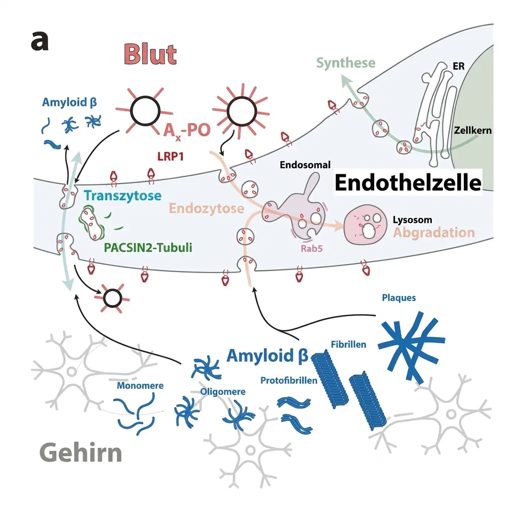 Vorgeschlagener LRP1-vermittelter Transport von Beta-Amyloid durch die Blut-Hirn-Schranke