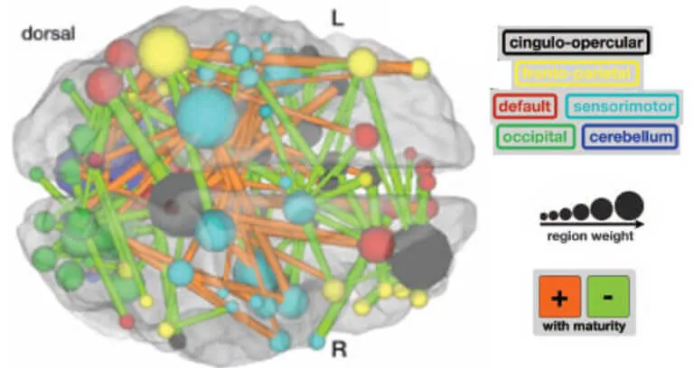 Diagramme des nœuds cérébraux et des réseaux attentionnels avec interactions entre régions pour l'attention.