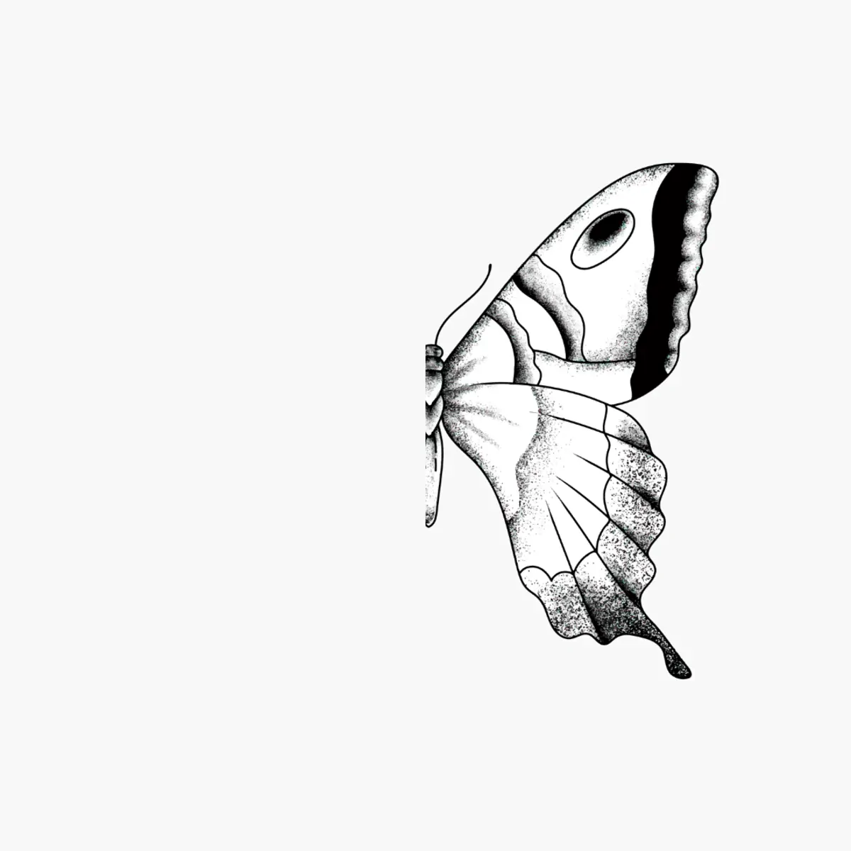 Papillon de profil aux ailes complexes, noir et blanc, sur fond blanc, gros plan sur les textures et motifs.