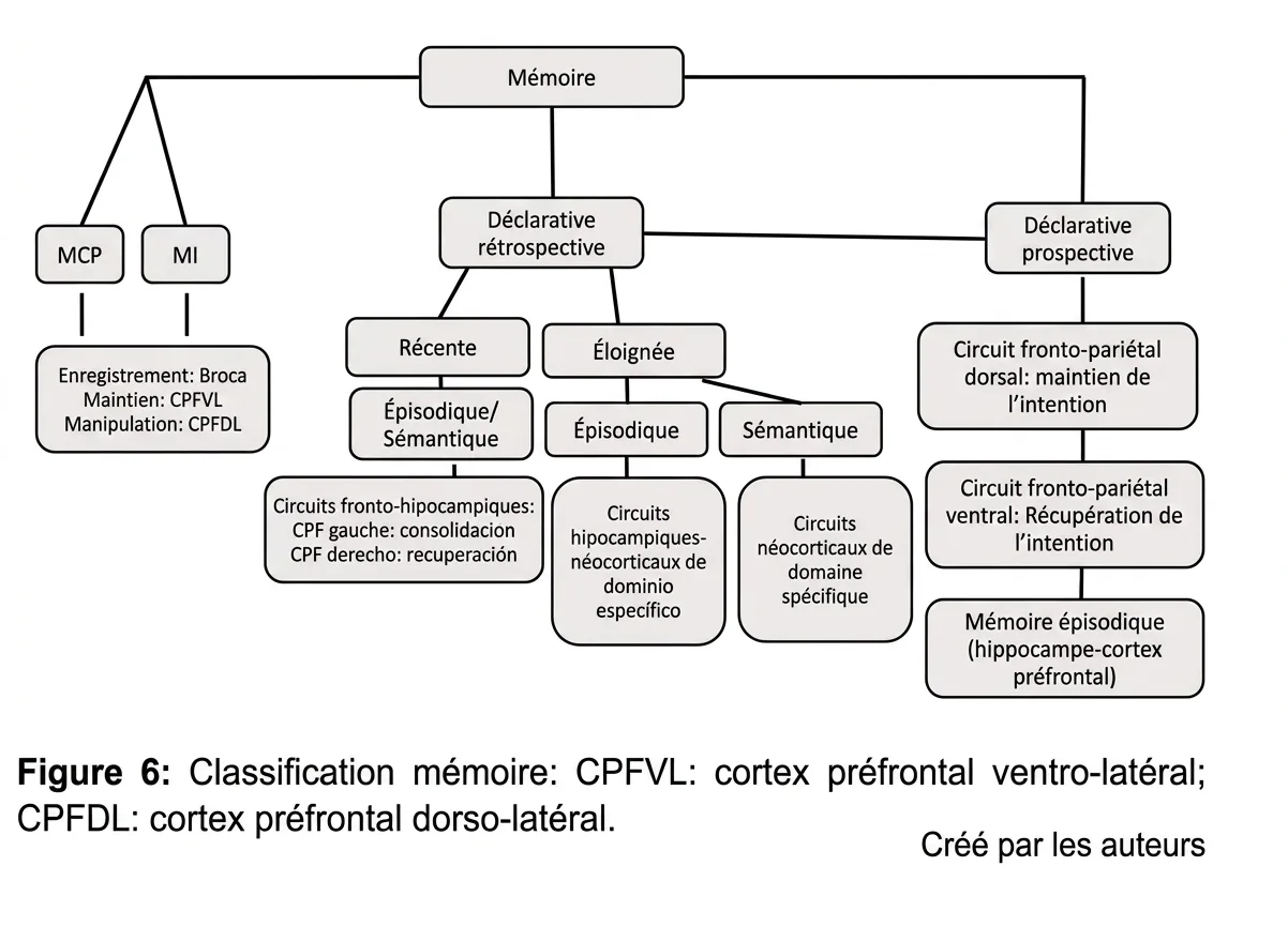 Diagramme de la mémoire humaine : déclarative rétrospective et prospective, et circuits tels que CPFVL, CPFDL et connexions avec l'hippocampe.