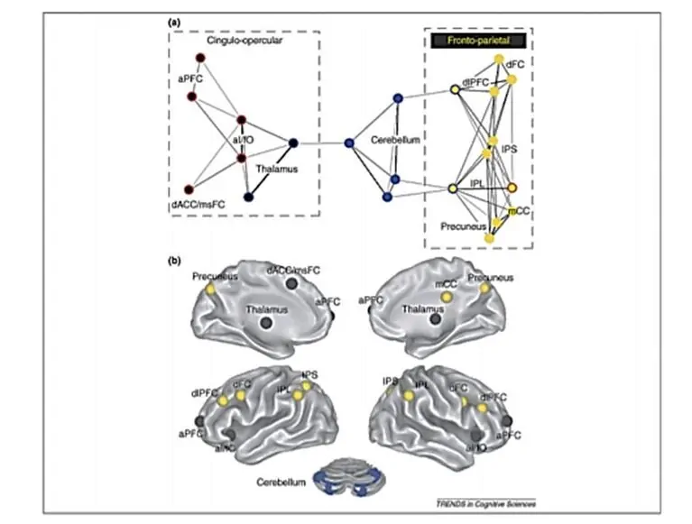 Schéma en deux parties : (a) graphe avec des nœuds et des connexions entre des zones cérébrales abrégées ; (b) schémas de structures cérébrales (thalamus et cervelet).
