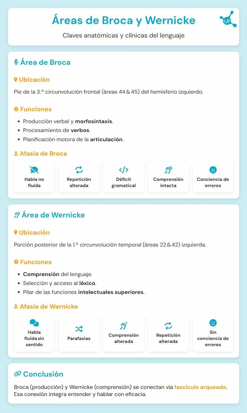 Infographie des aires de Broca et de Wernicke dans l'hémisphère gauche, avec des étiquettes des lobes frontal et temporal.