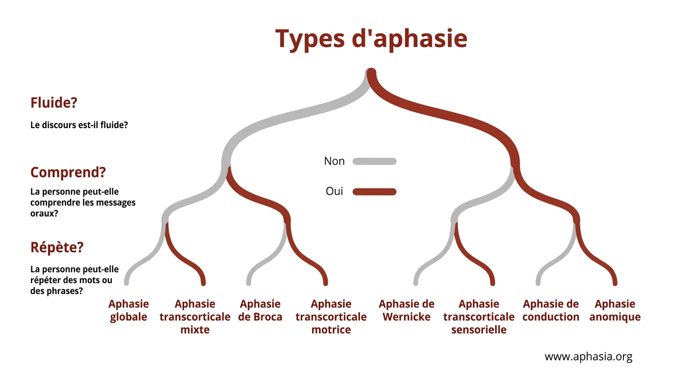 Diagramme de classification des aphasies avec des branches évaluant la fluidité, la compréhension et la répétition, montrant Aphasie globale, Broca et Wernicke.