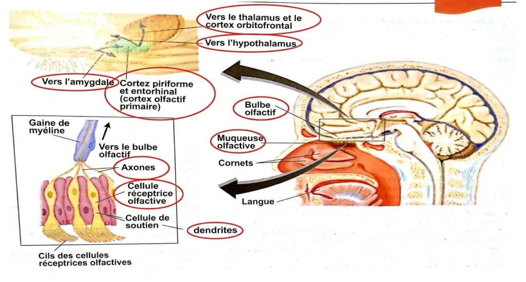 Schéma anatomique du système olfactif avec amygdale, cortex piriforme, bulbe olfactif et voies sensorielles.
