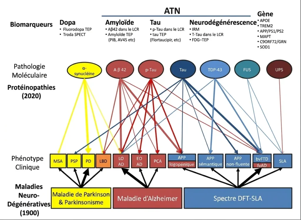 Schéma conceptuel liant biomarqueurs, protéines et phénotypes cliniques dans les démences neurodégénératives, avec des flèches.