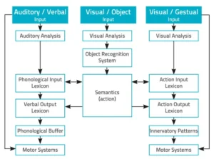 Diagramme des flux cognitifs du langage: Auditory/Verbal, Visual/Object et Visual/Gestual vers un système sémantique central.