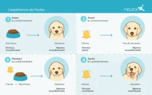 Apprentissage Q : des expériences de Pavlov à la neuroréhabilitation moderne