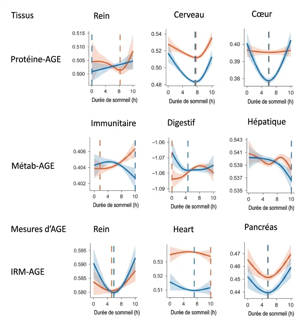 Relation entre la durée du sommeil et les horloges du vieillissement biologique (BAG) dans différents organes et technologies omiques.