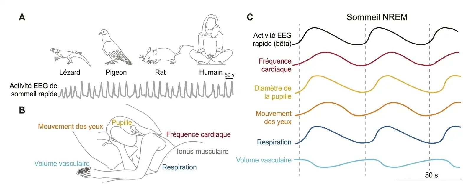 Synchronisation entre le cerveau et le corps pendant le sommeil NREM.