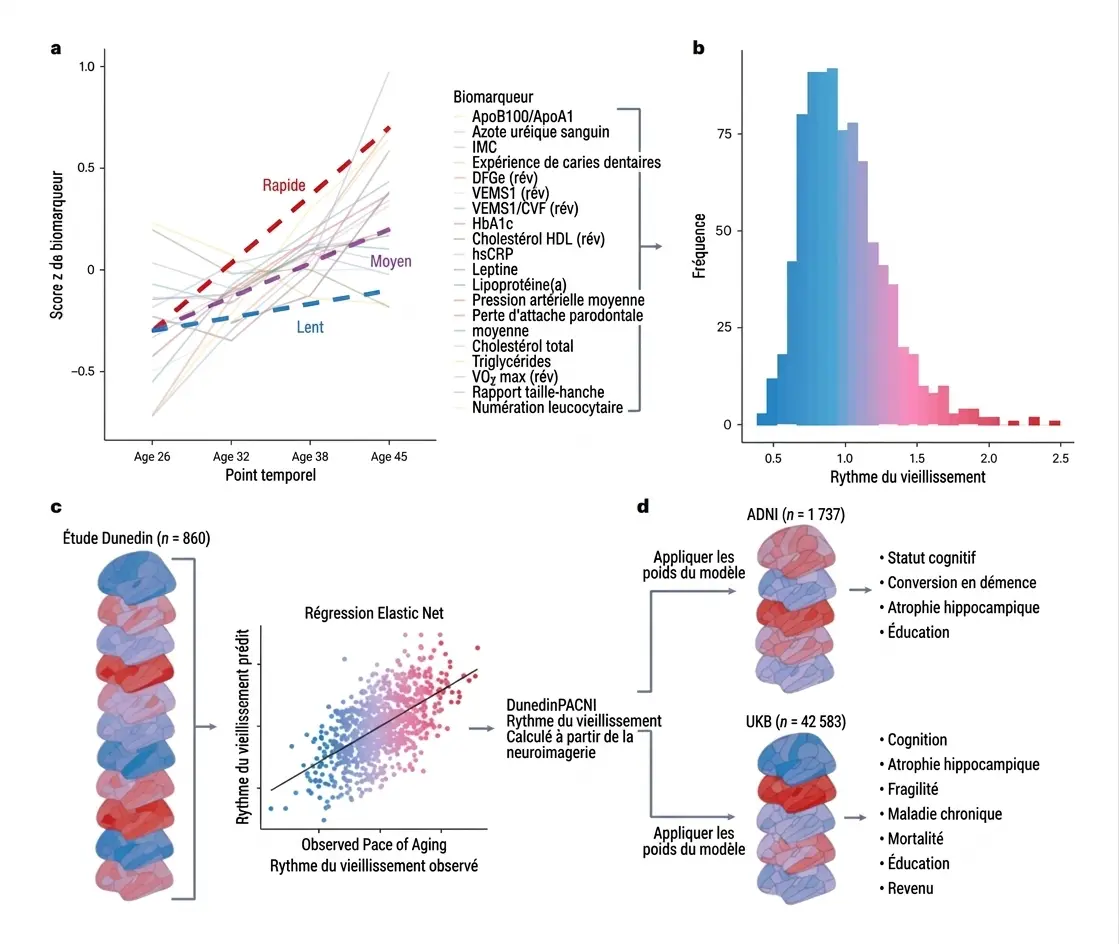Développement et validation de DunedinPACNI. Article de recherche de NeuronUP.