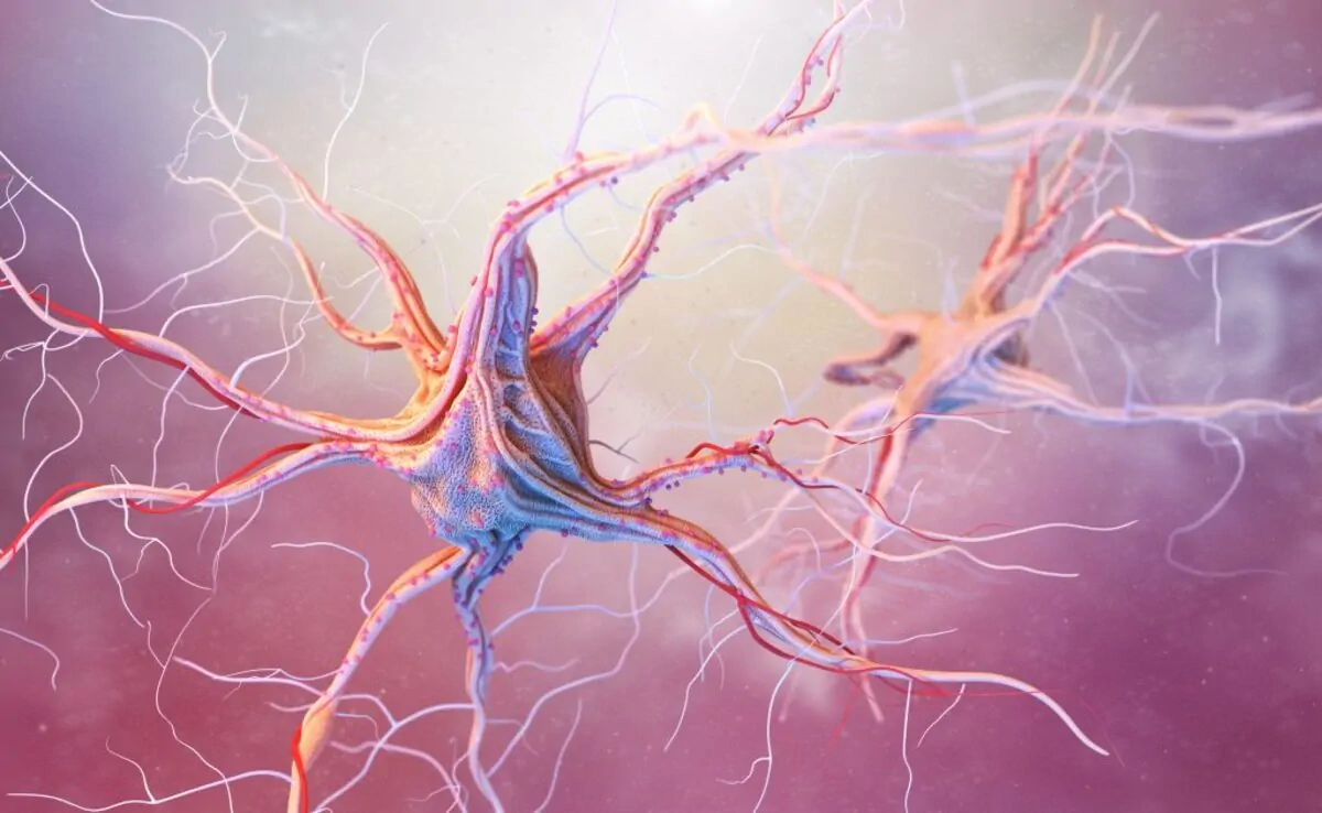 Una breve neuropsicologia dell'autoritarismo