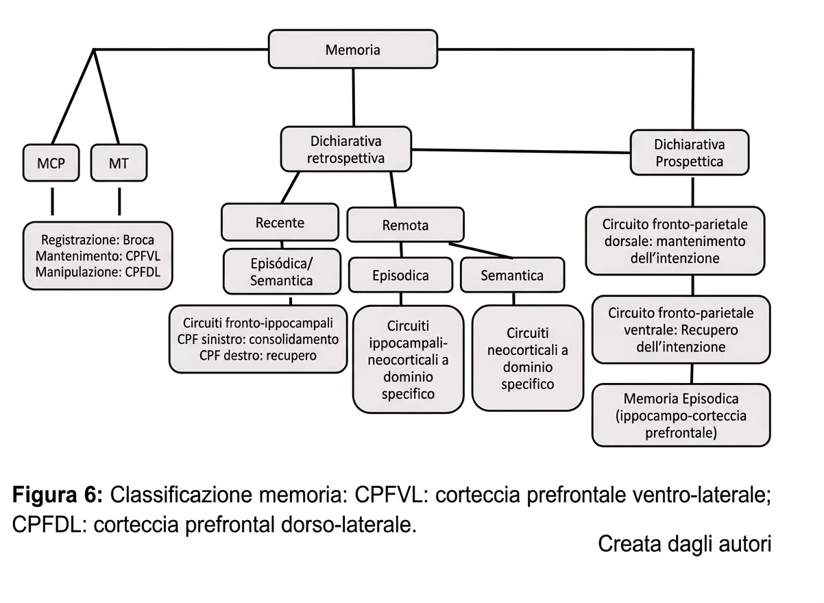 Diagramma della memoria umana: dichiarativa retrospettiva e prospettica, e circuiti come CPFVL, CPFDL e connessioni con l'ippocampo.