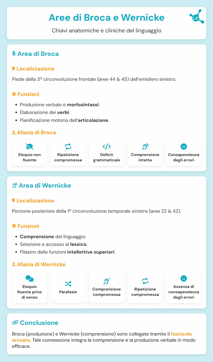 Aree di Broca e Wernicke - Infografica dell’articolo