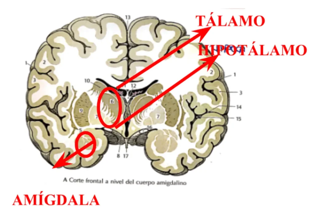 Diagramma frontale del cervello con etichette e frecce che indicano il talamo, l'ipotalamo e l'amigdala in un atlante anatomico.