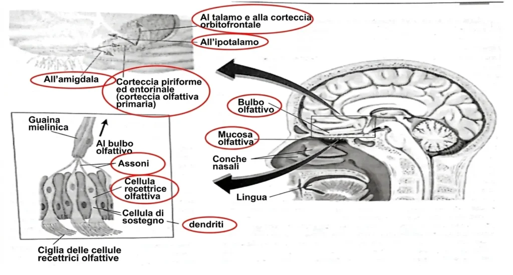Diagramma anatomico del sistema olfattivo con amigdala, corteccia piriforme, bulbo olfattivo e vie sensoriali.